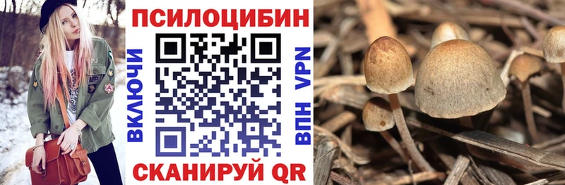 Псилоцибиновые грибы мицелий купить наркоту kraken tor Горячеводский